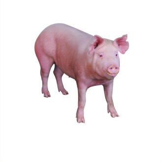 肉猪华体电竞官网-华体会（中国）
